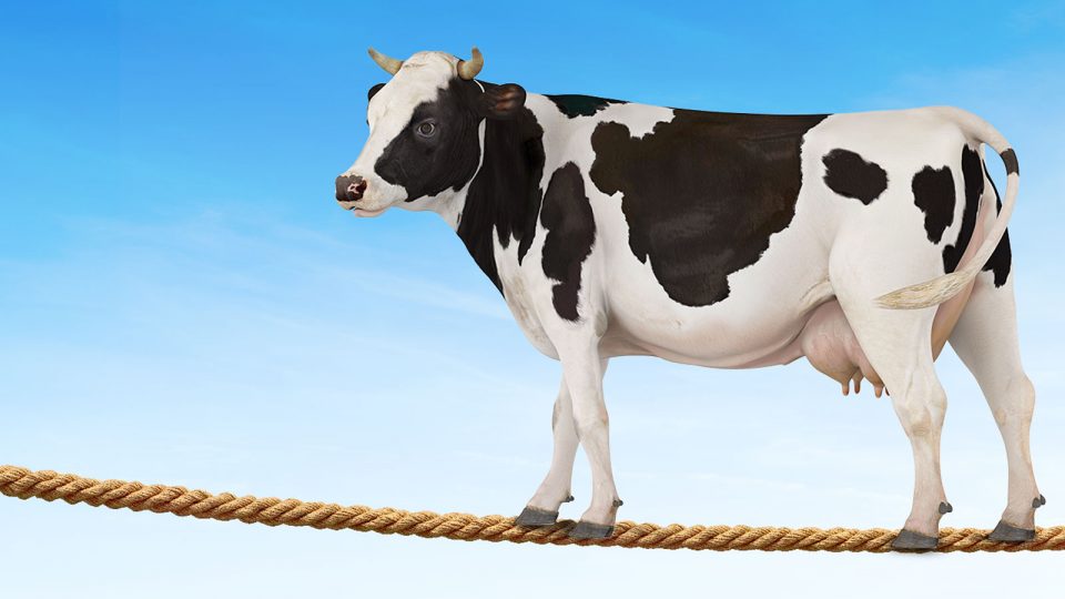 Just insure the cow: Livestock Insurance