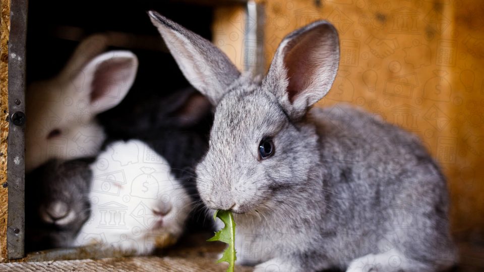 Raising rabbits for profit