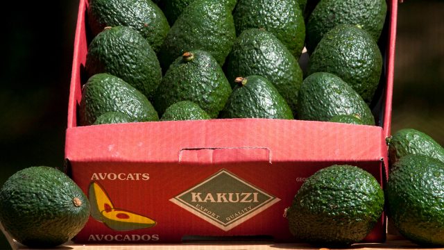The booming avocado business with Kakuzi PLC