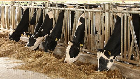 Want to run a dairy farm? This is what it will cost you