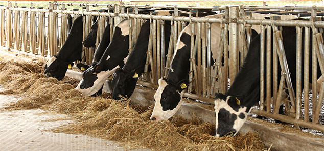 Want to run a dairy farm? This is what it will cost you