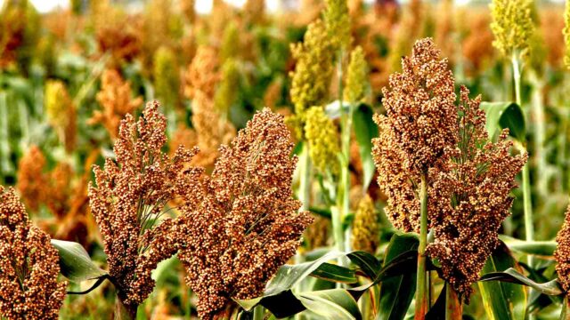 What it takes to get into sorghum farming