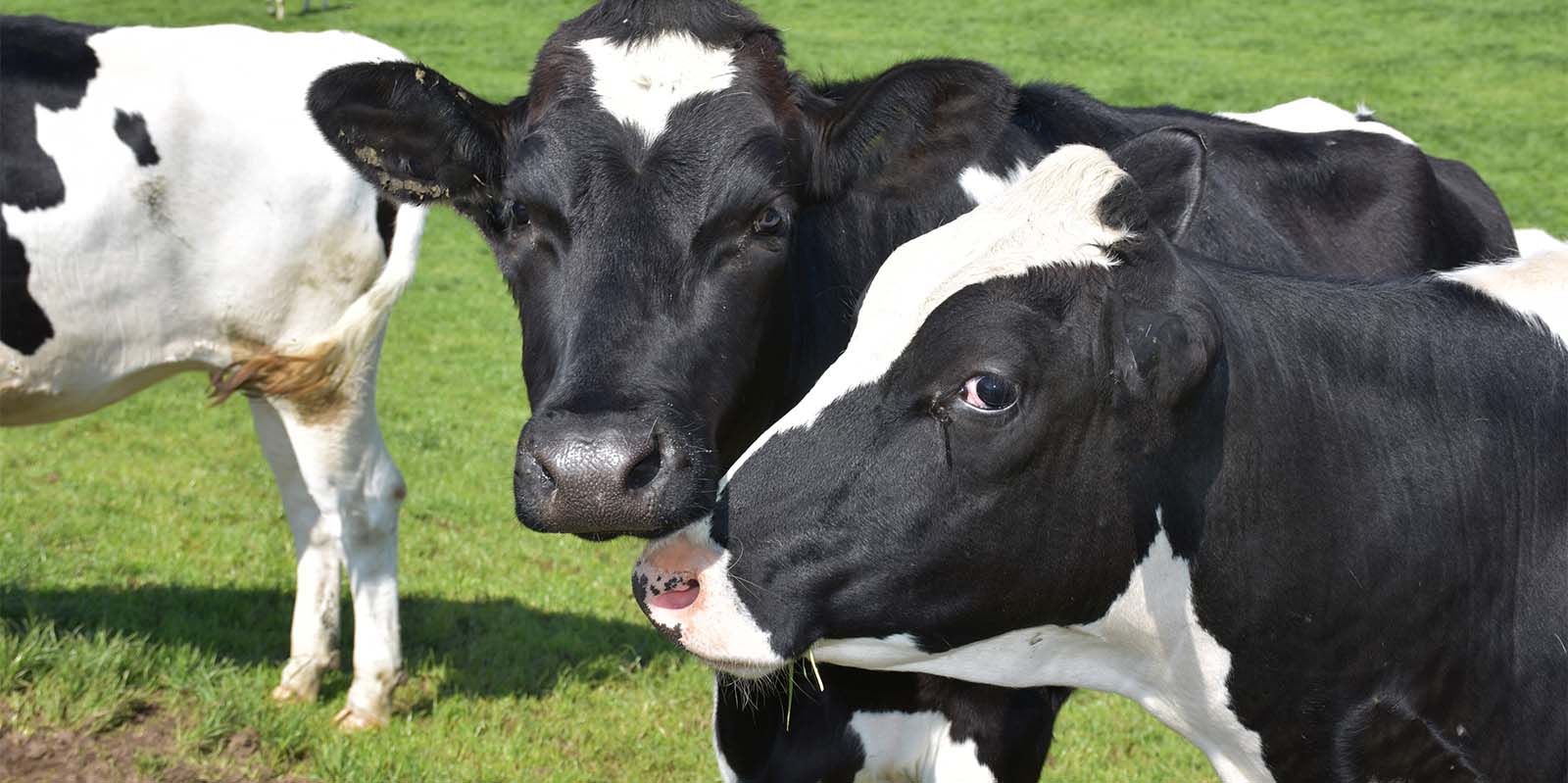 Milk your profits: The business of dairy farming
