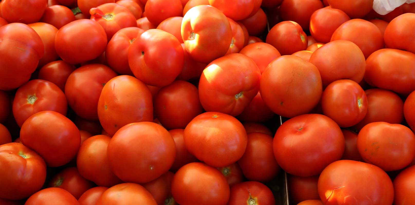 How tomatoes have become the red gold of the market